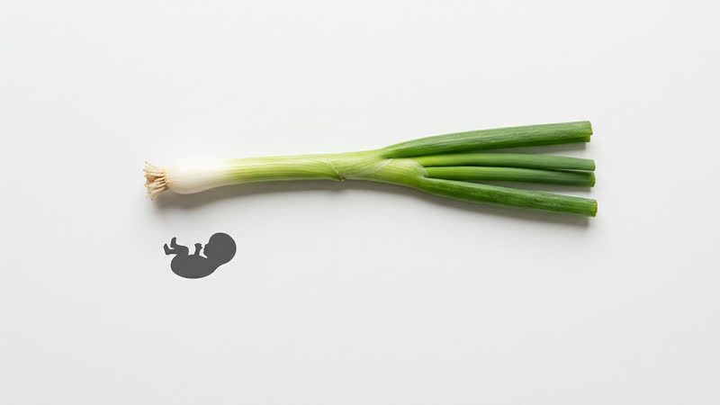 Baby size at 26 weeks pregnant — approximately 1.7 lbs (770 g) and 14 inches, comparable to a scallion