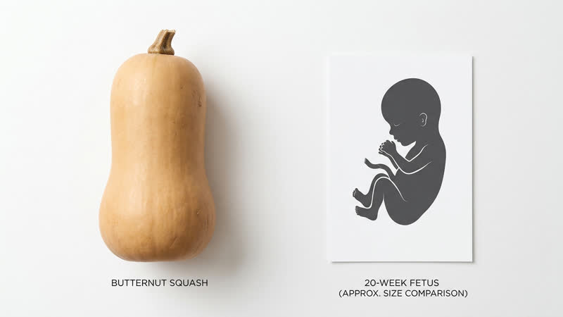Baby size at 29 weeks pregnant — approximately 2.5 lbs (1.15 kg) and 15.2 inches, comparable to a butternut squash